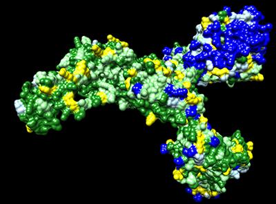 Two Different Antibody-Dependent Enhancement (ADE) Risks for SARS-CoV-2 Antibodies